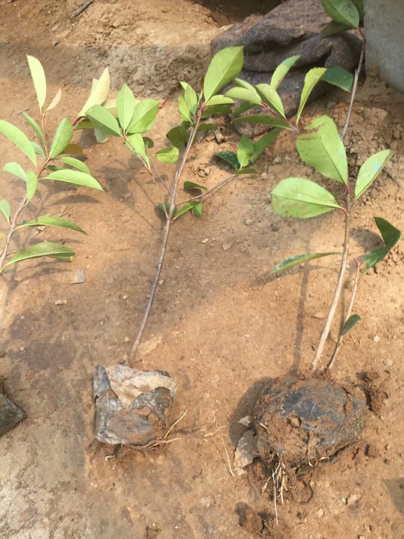 红叶石楠基地直销可视频看货支持线上保障交易