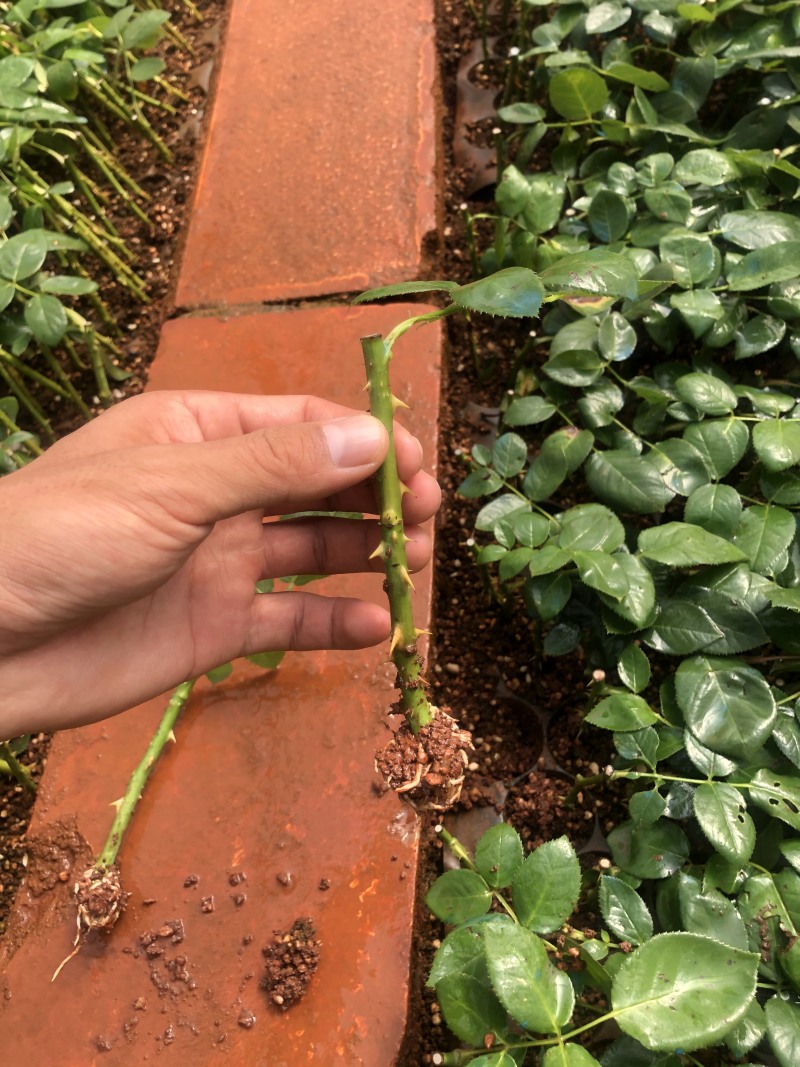 云南切花玫瑰苗红玫瑰卡罗拉种苗包质量数量