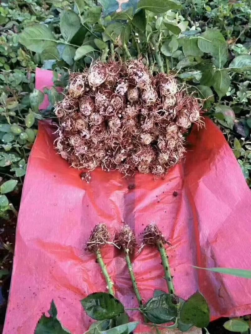 云南切花玫瑰苗红玫瑰卡罗拉种苗包质量数量