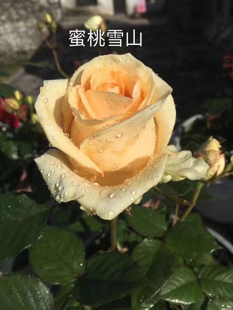 云南切花香槟玫瑰蜜桃雪山种苗保证质量数量品种