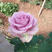 云南切花玫瑰紫皇后优质种苗质量品种保证对版