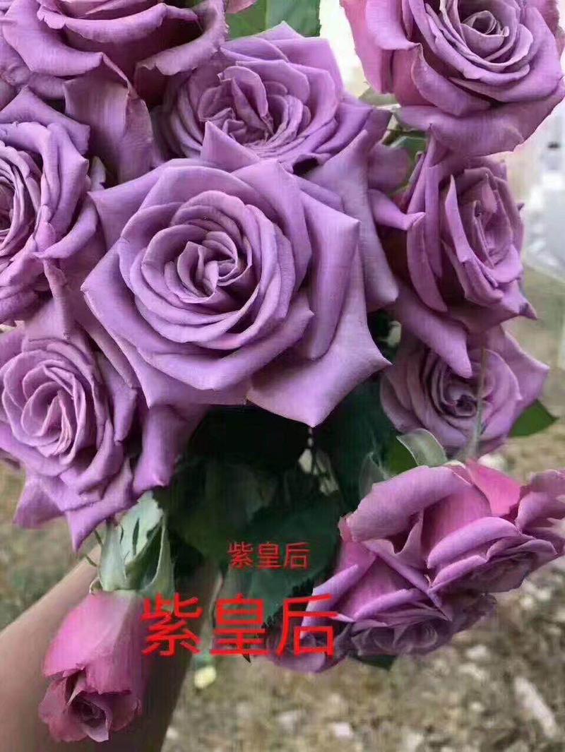 云南切花玫瑰紫皇后优质种苗质量品种保证对版