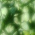 油菜