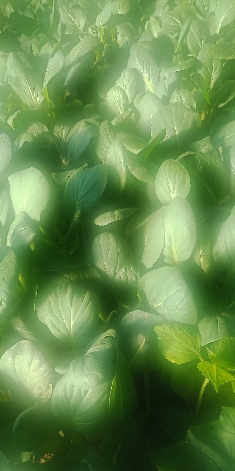 油菜