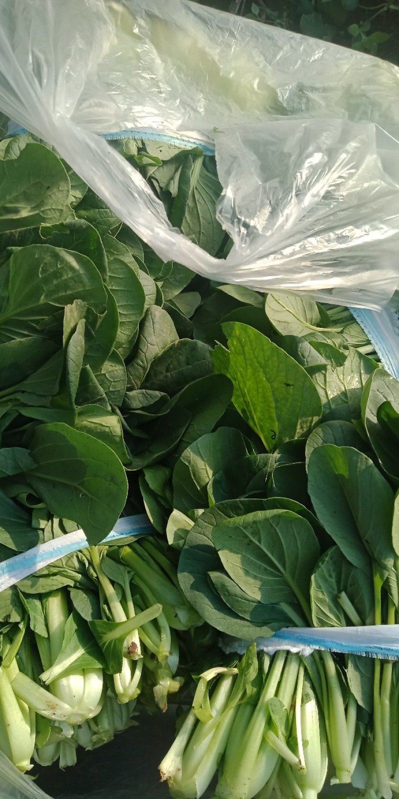 油菜