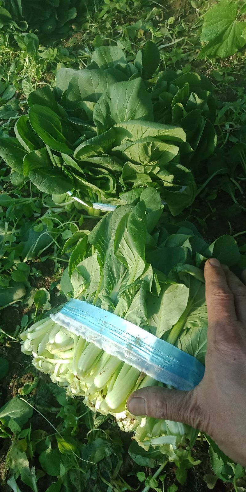 油菜