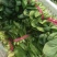 油菜