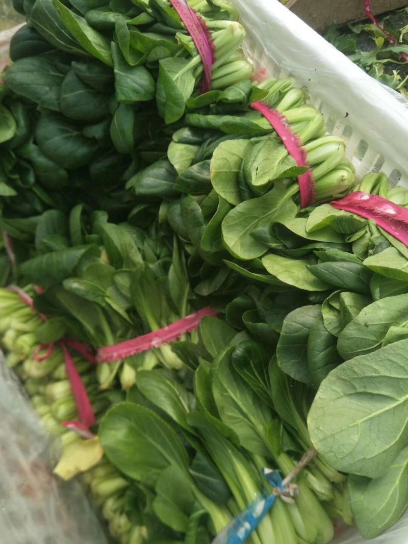 油菜