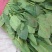 加工厂专用高波菜