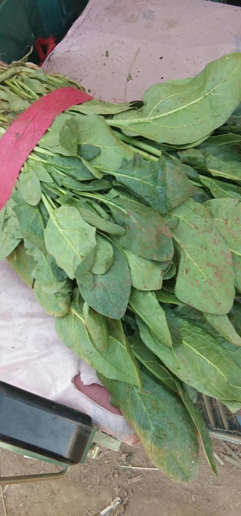 加工厂专用高波菜