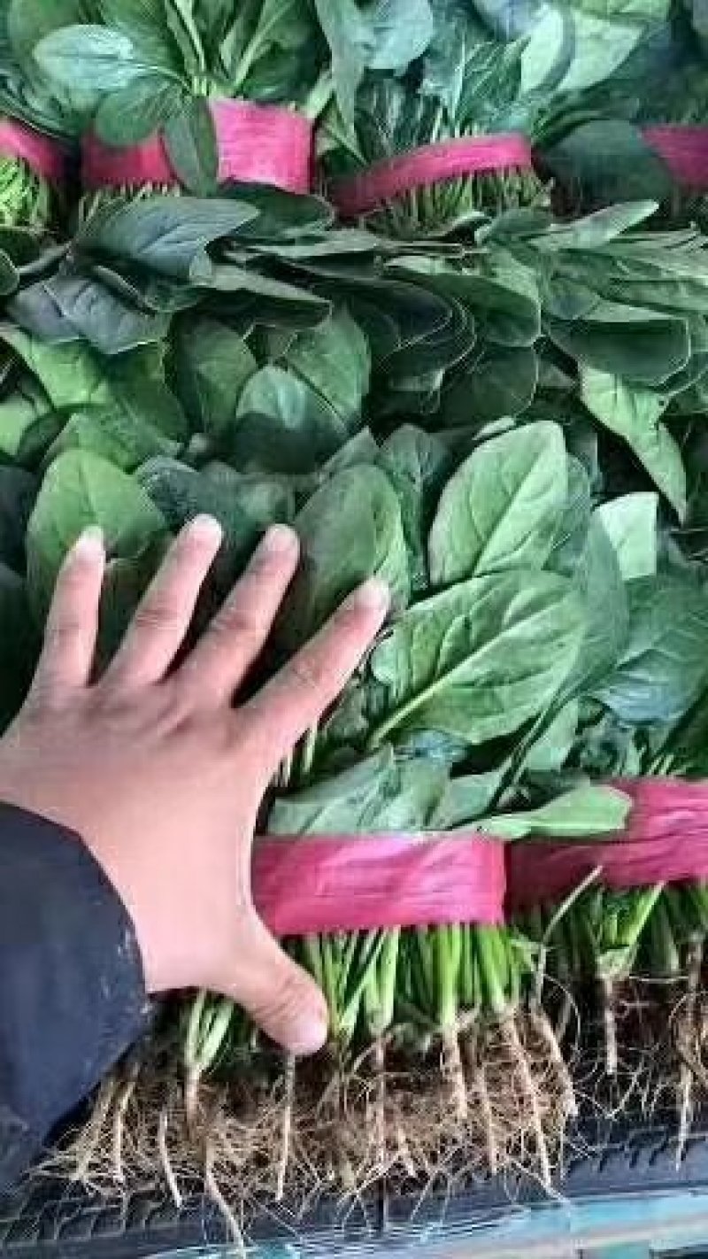 加工厂专用高波菜