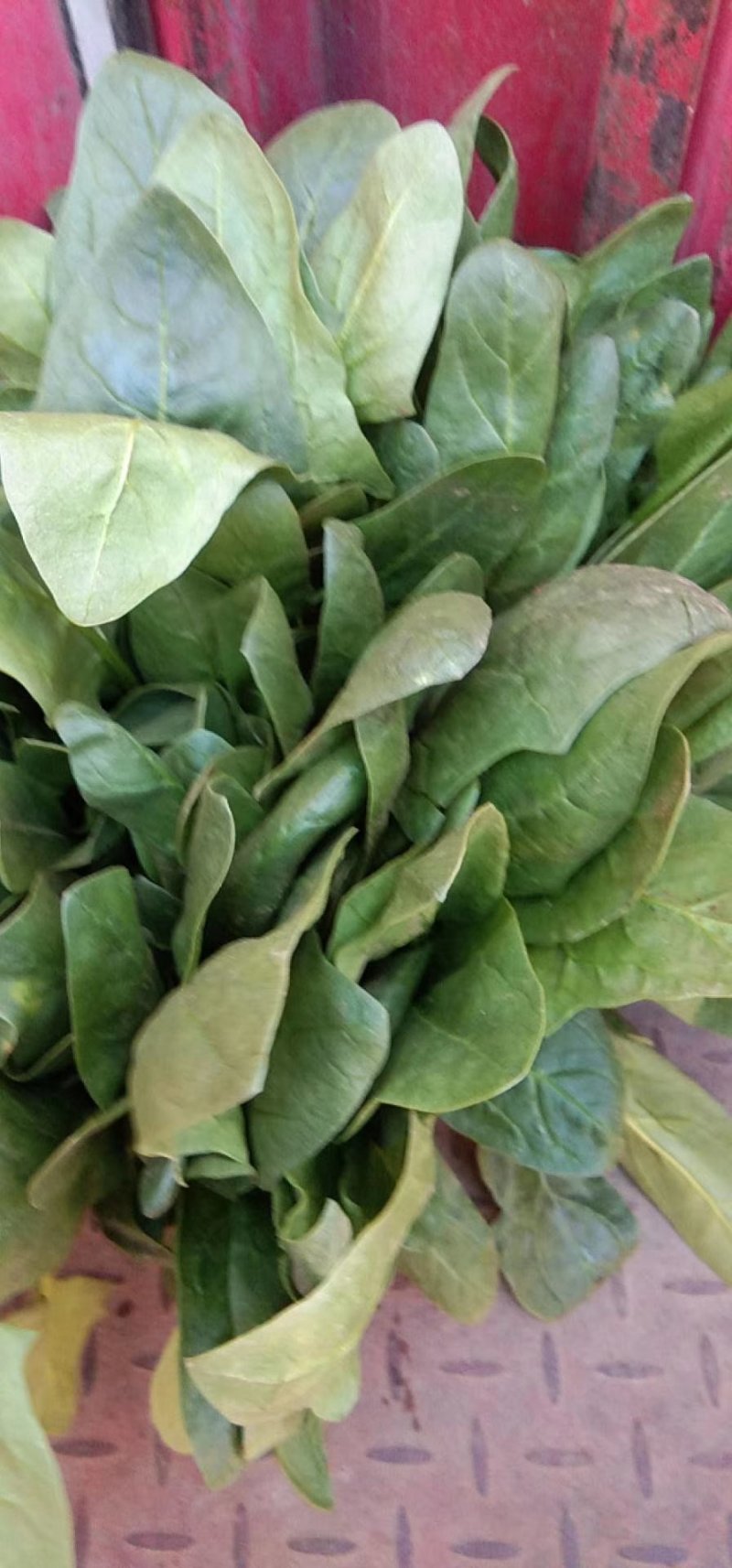 加工厂专用高波菜