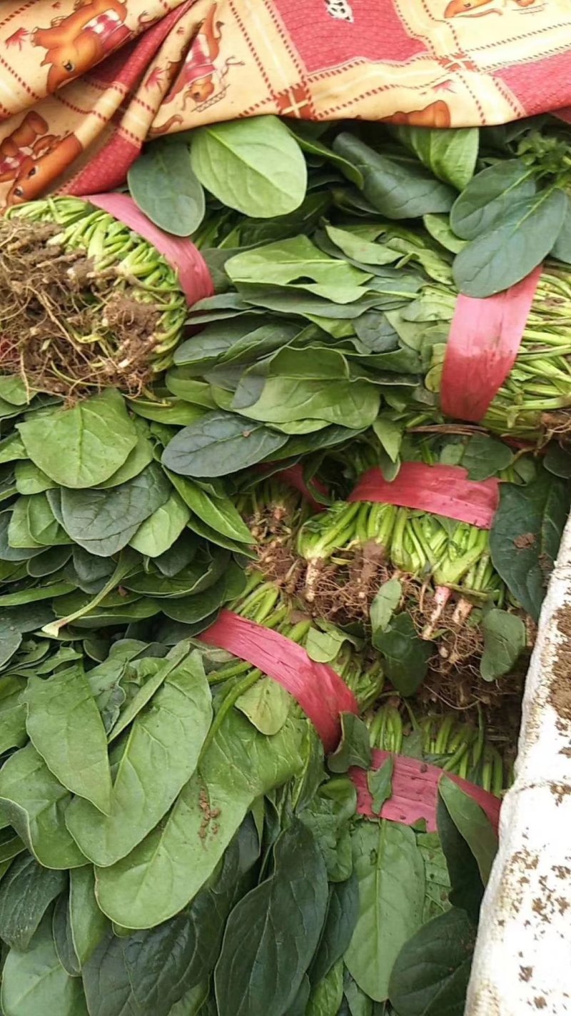 加工厂专用高波菜