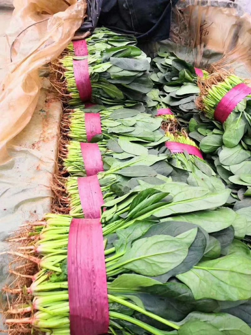 加工厂专用高波菜