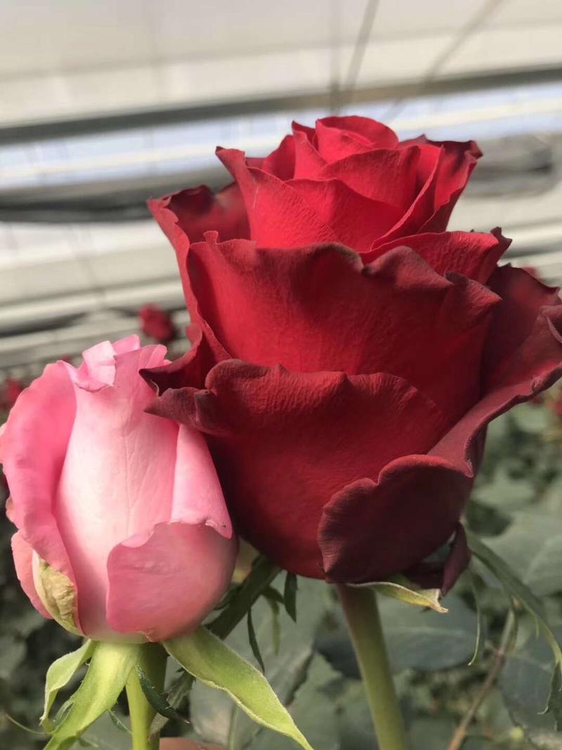 云南的大花切花玫瑰新品种罗德斯种苗保证质量品种对版