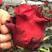 云南的大花切花玫瑰新品种罗德斯种苗保证质量品种对版