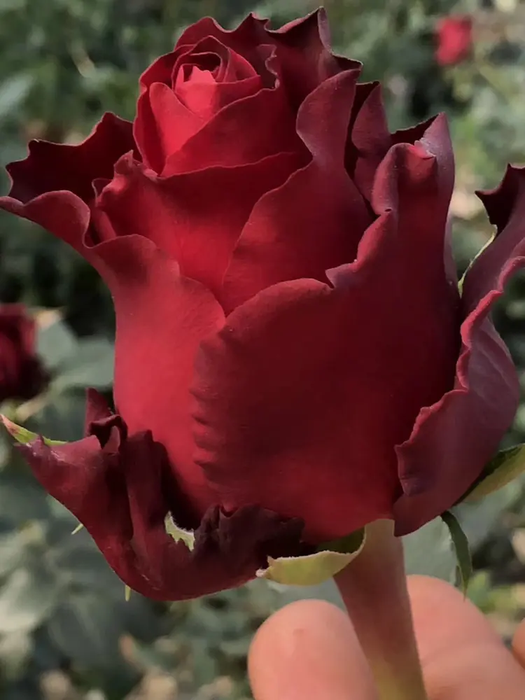 玫瑰苗批发]云南的大花切花玫瑰新品种罗德斯种苗保证质量品种对版价格 