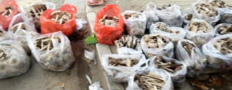 野生菌鸡枞菌，新鲜货，支持快递，偏远地方先咨询在下单！