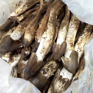 野生菌鸡枞菌，新鲜货，支持快递，偏远地方先咨询在下单！