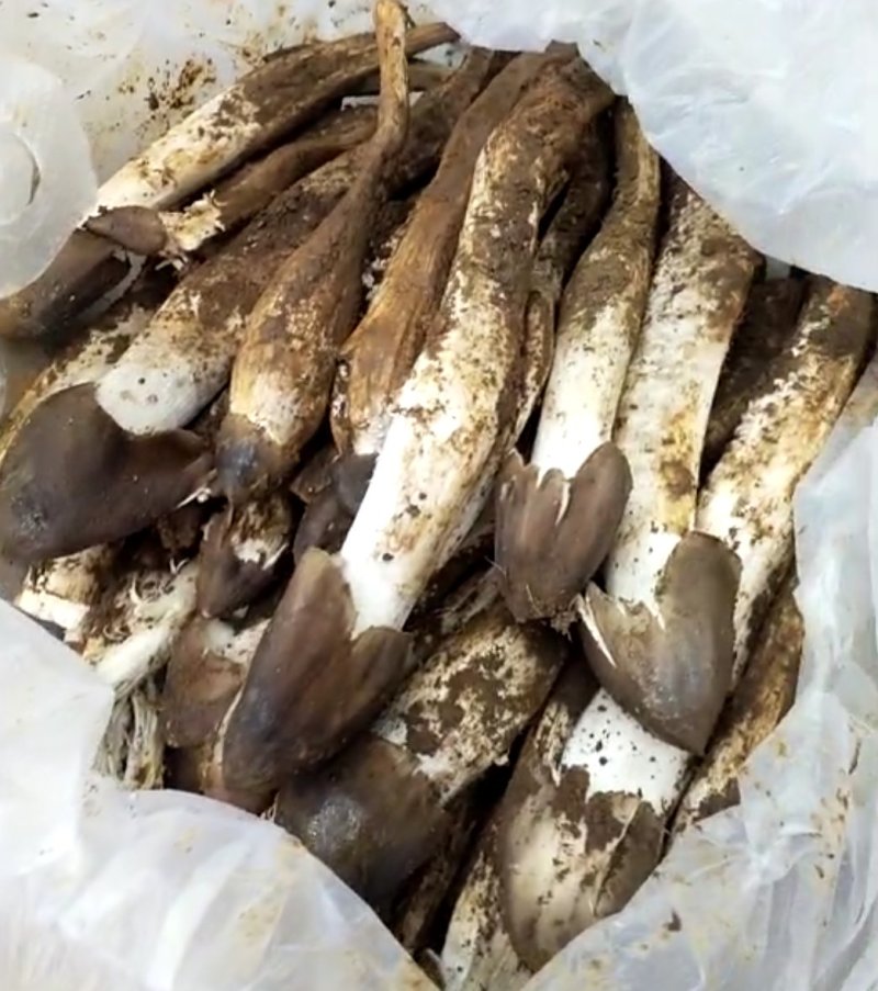 野生菌鸡枞菌，新鲜货，支持快递，偏远地方先咨询在下单！