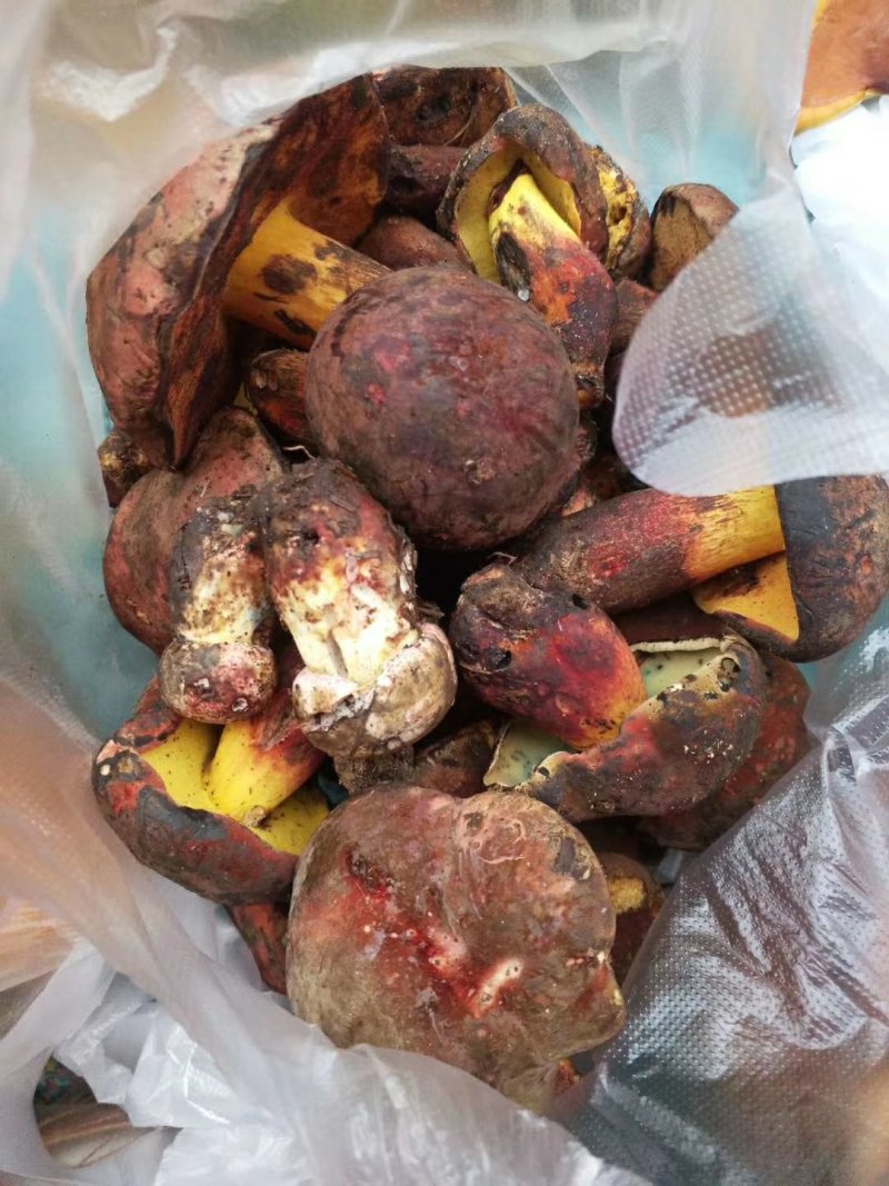 野生菌牛肝菌干片（黑），又名见手青，6月份开售
