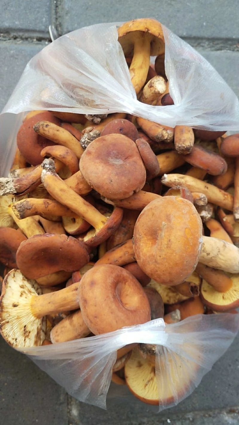 野生菌奶浆菌，云南，偏远地方先咨询在下单！