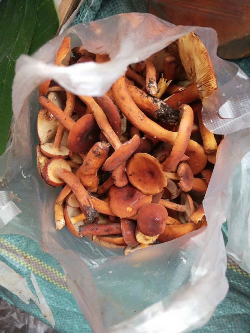 野生菌奶浆菌，云南，偏远地方先咨询在下单！