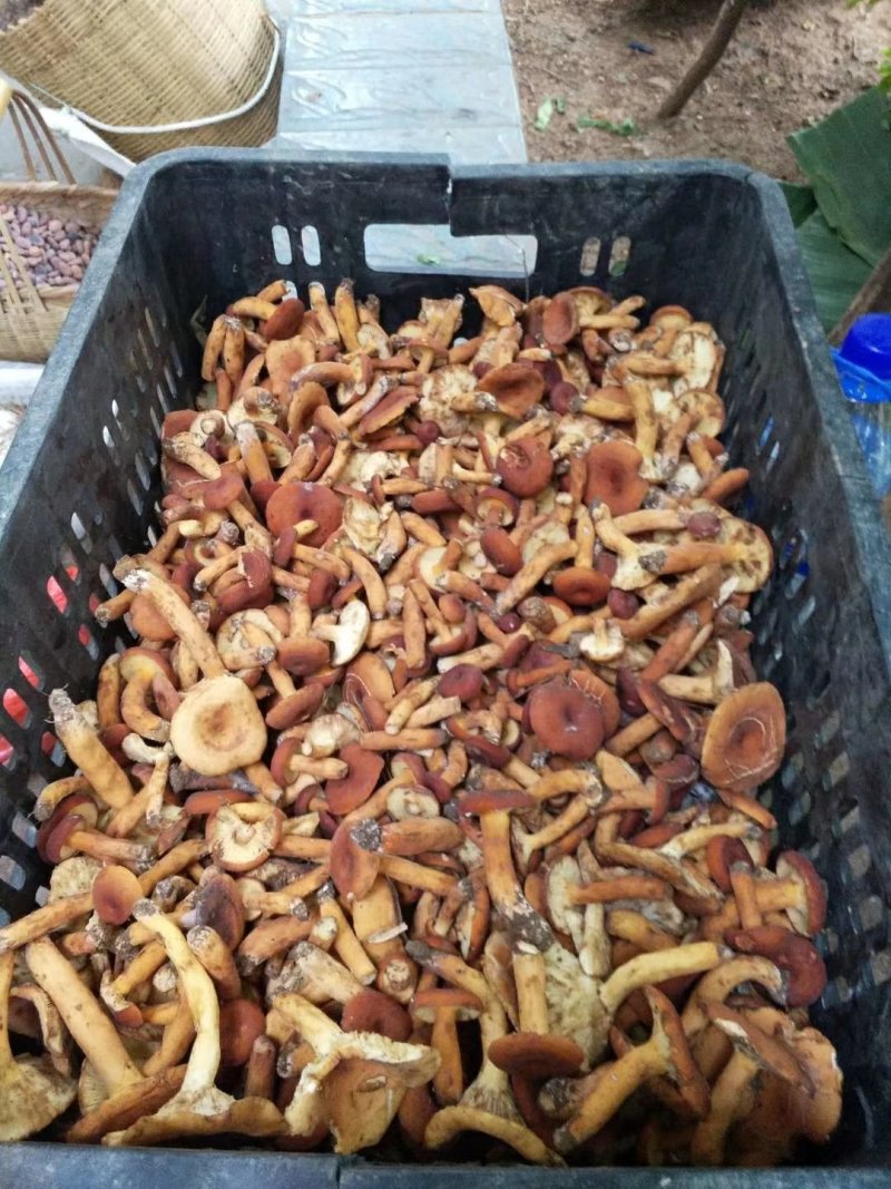 野生菌奶浆菌，云南，偏远地方先咨询在下单！