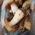 野生菌黄鸡枞（伞把姑、鸡脚蘑菇、斗鸡公、三塔菌、蚁棕）