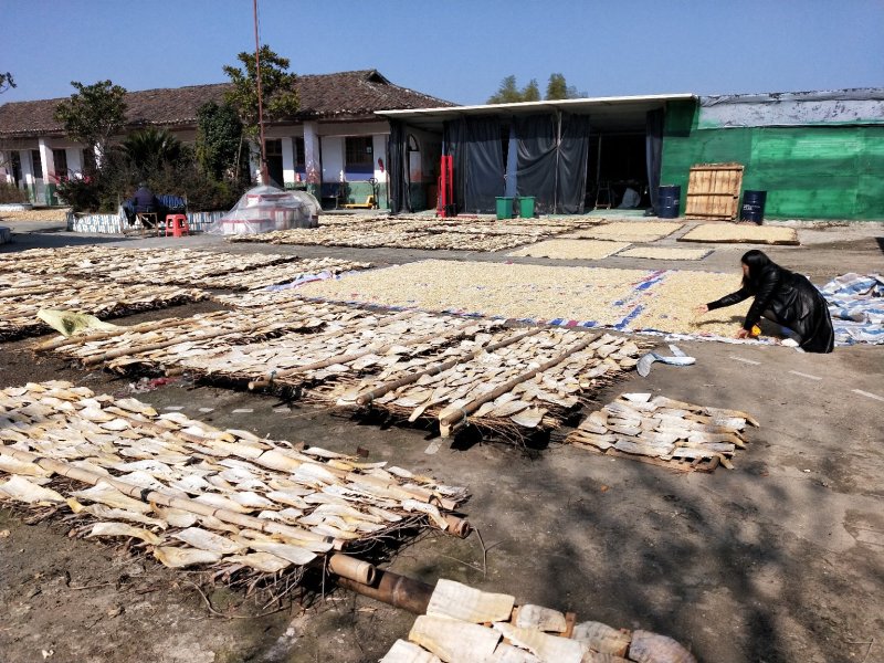 脆嫩金丝笋，笋干，精选压榨鲜笋片切丝晒干，泡发量大，