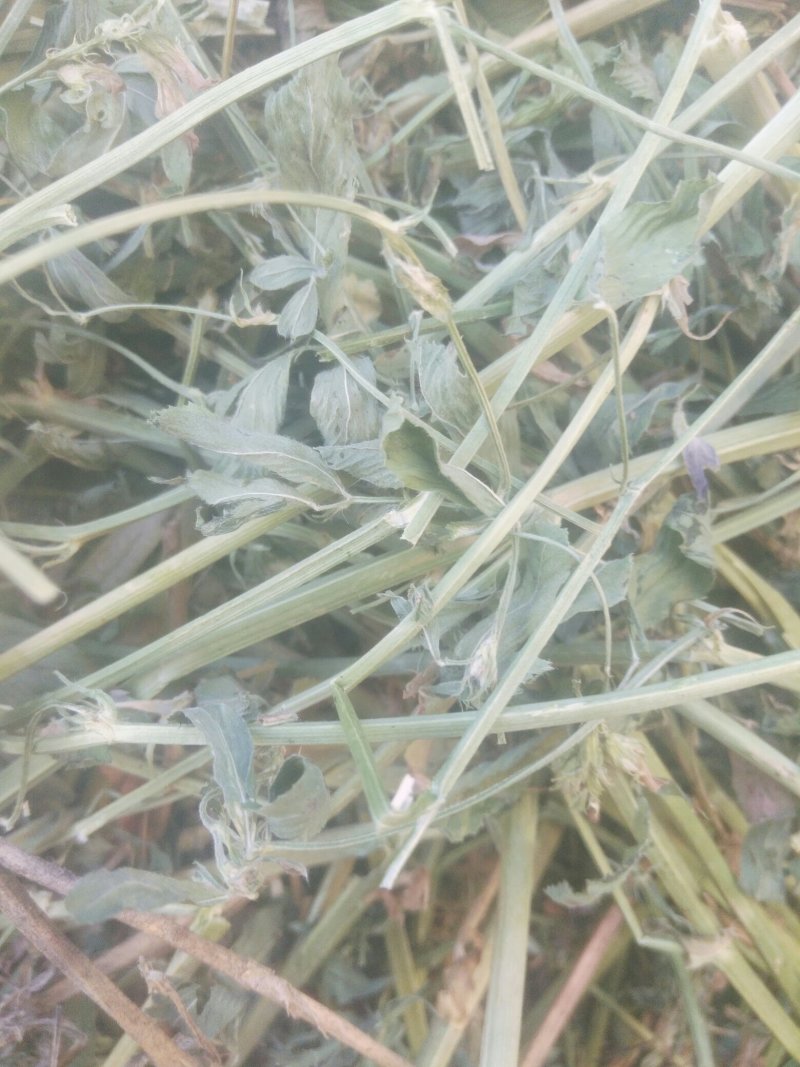 苜蓿紫花苜蓿草国产苜蓿草进口苜蓿草苜蓿草批发销售