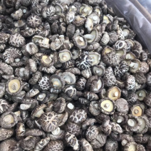大金湖.尚书品.深山土特产.花菇