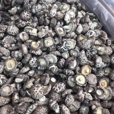 大金湖.尚书品.深山土特产.花菇
