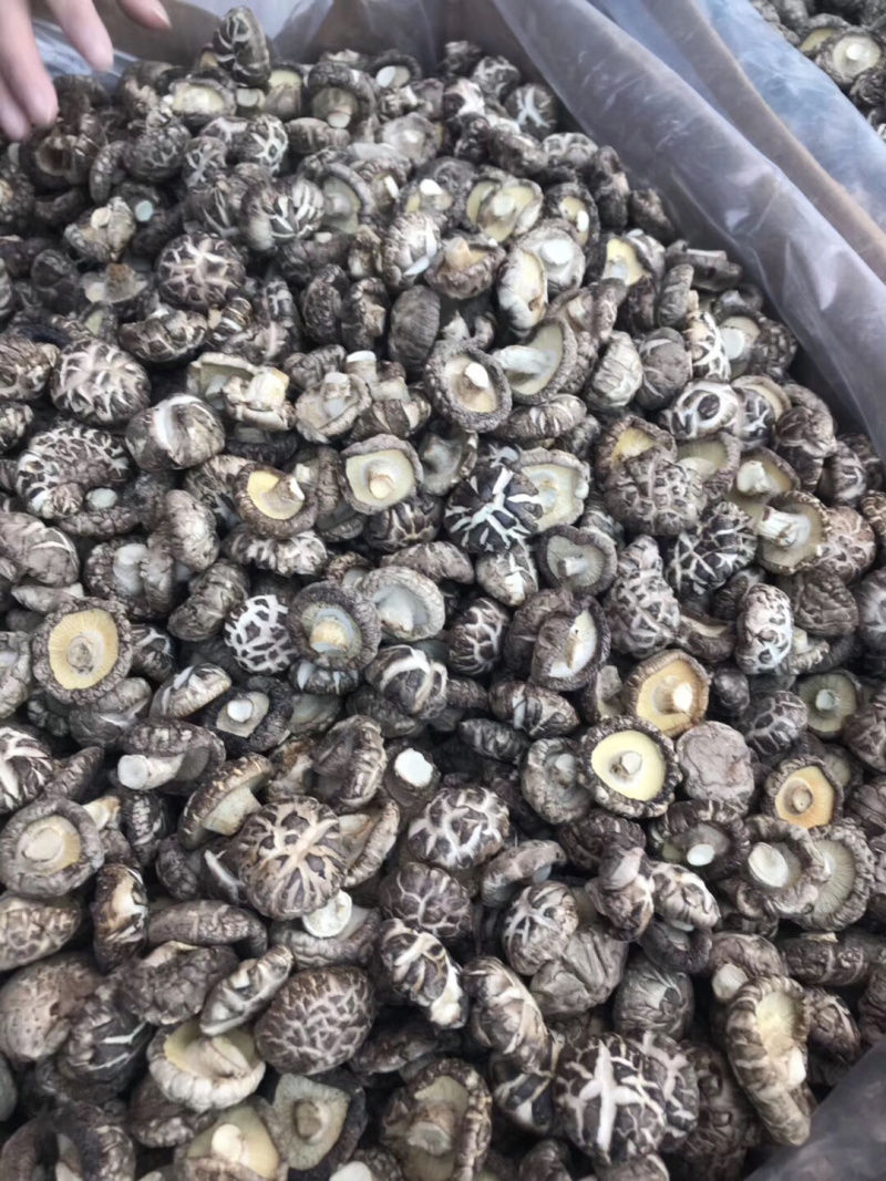 大金湖.尚书品.深山土特产.花菇