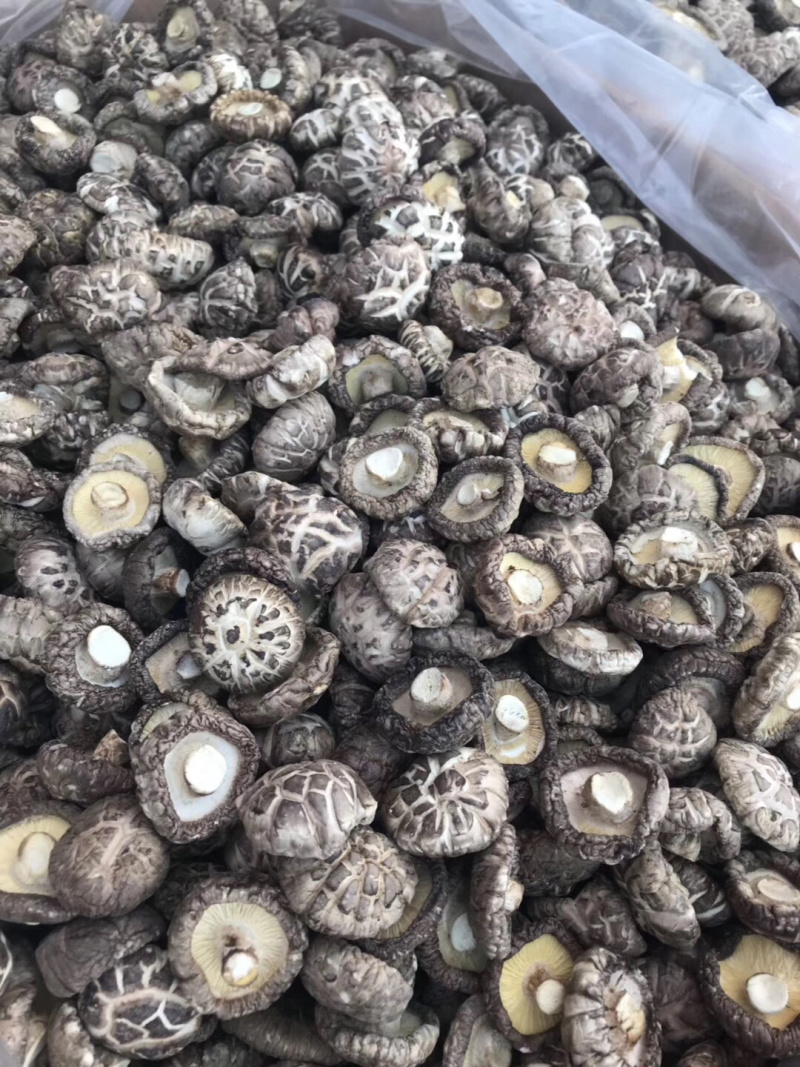 大金湖.尚书品.深山土特产.花菇