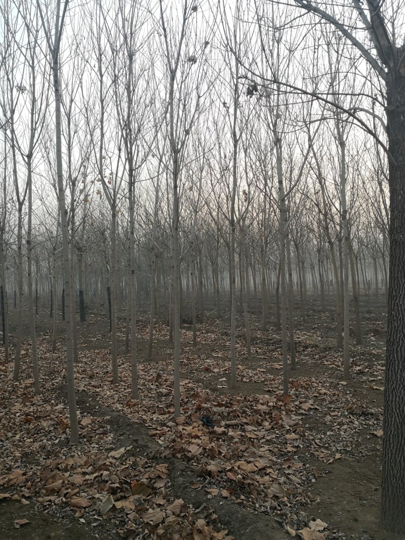 柏树，侩柏，侧柏，沙地柏！河北苗圃基地，各种质量好不脱腿