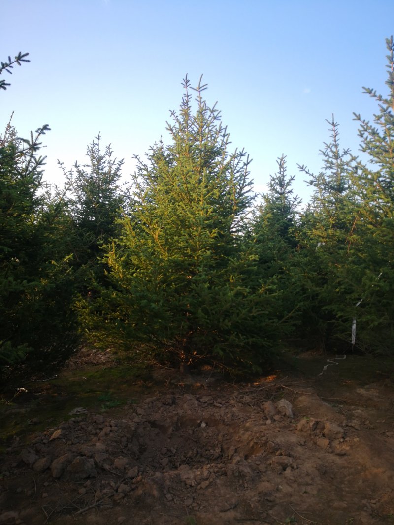 柏树，侩柏，侧柏，沙地柏！河北苗圃基地，各种质量好不脱腿