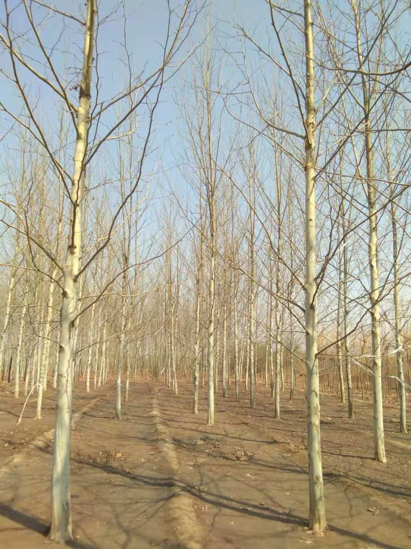 柏树，侩柏，侧柏，沙地柏！河北苗圃基地，各种质量好不脱腿