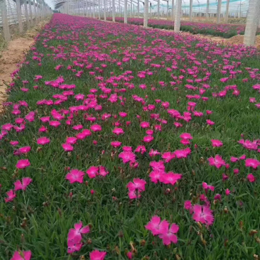 山东青州欧石竹，开花时间久，耐寒