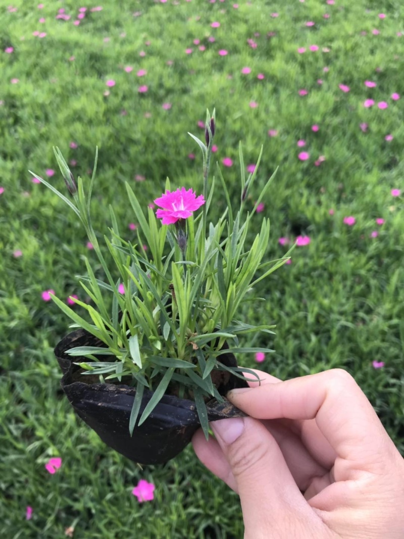 山东青州欧石竹，开花时间久，耐寒