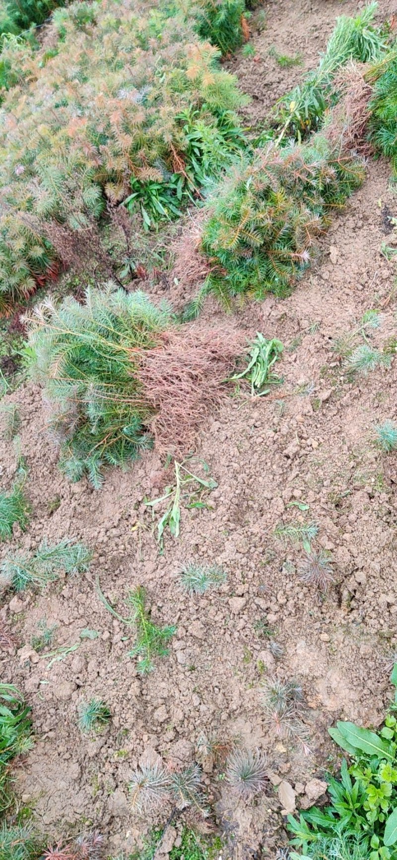 一年安福陈山红心杉树苗，造林绿化，大量供货