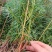 一年安福陈山红心杉树苗，造林绿化，大量供货