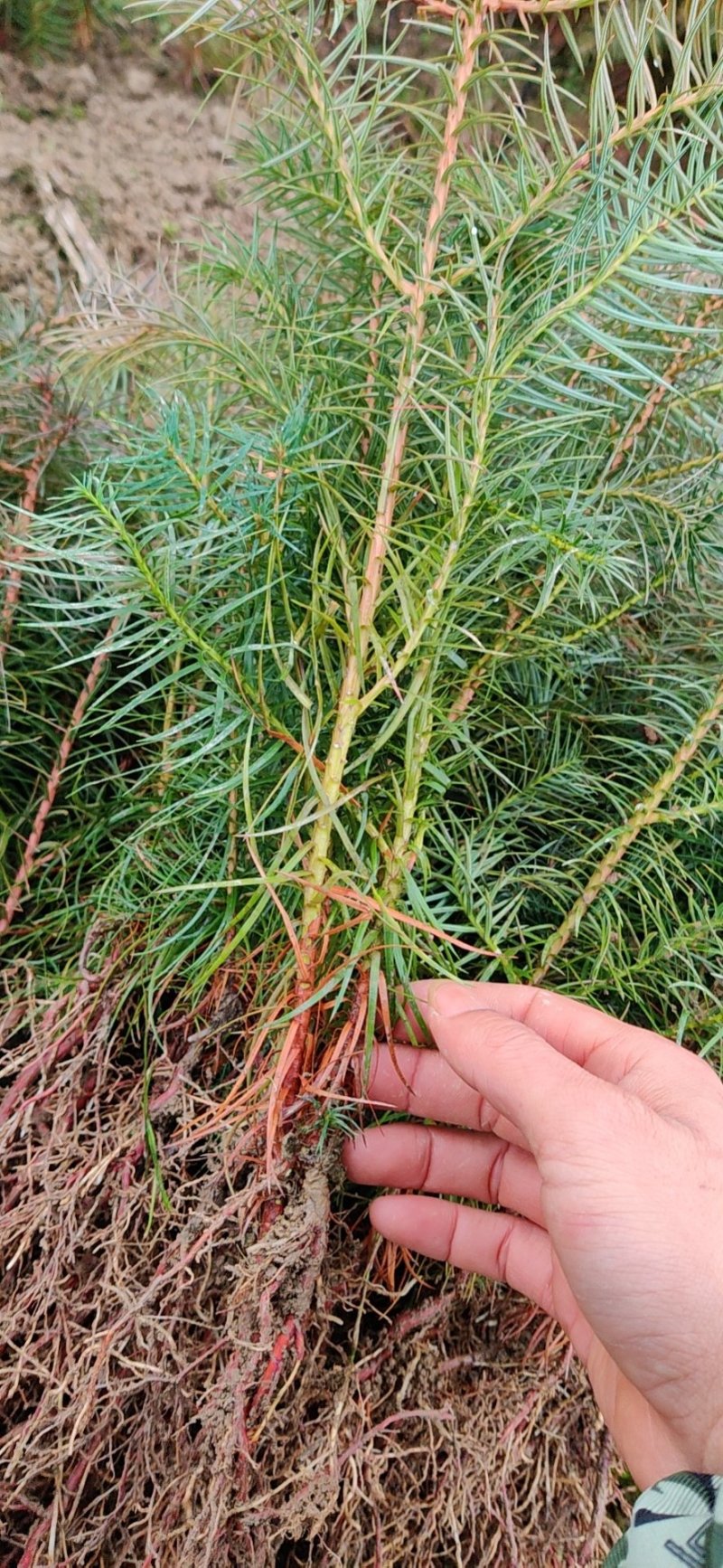 一年安福陈山红心杉树苗，造林绿化，大量供货