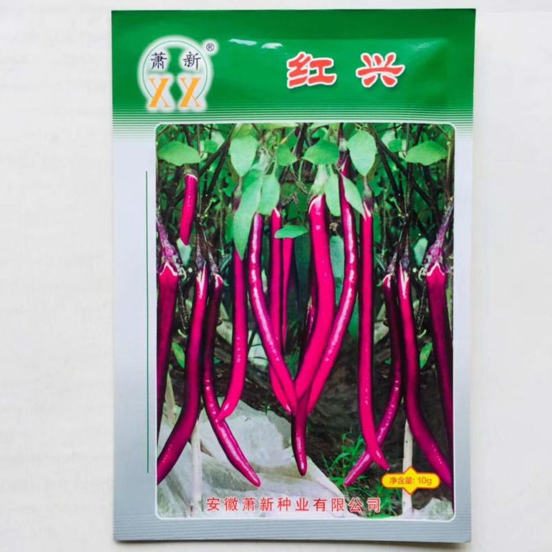 茄种子，早熟品种优胜圆茄，高产杭州红茄种子