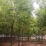 白蜡树价格已经降了河北大型苗木种植基地
