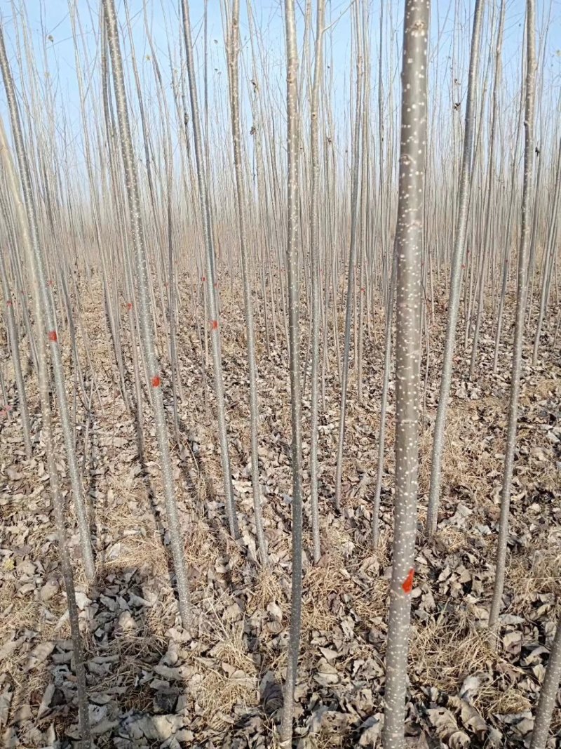 速生杨种植基地107杨树261~300cm