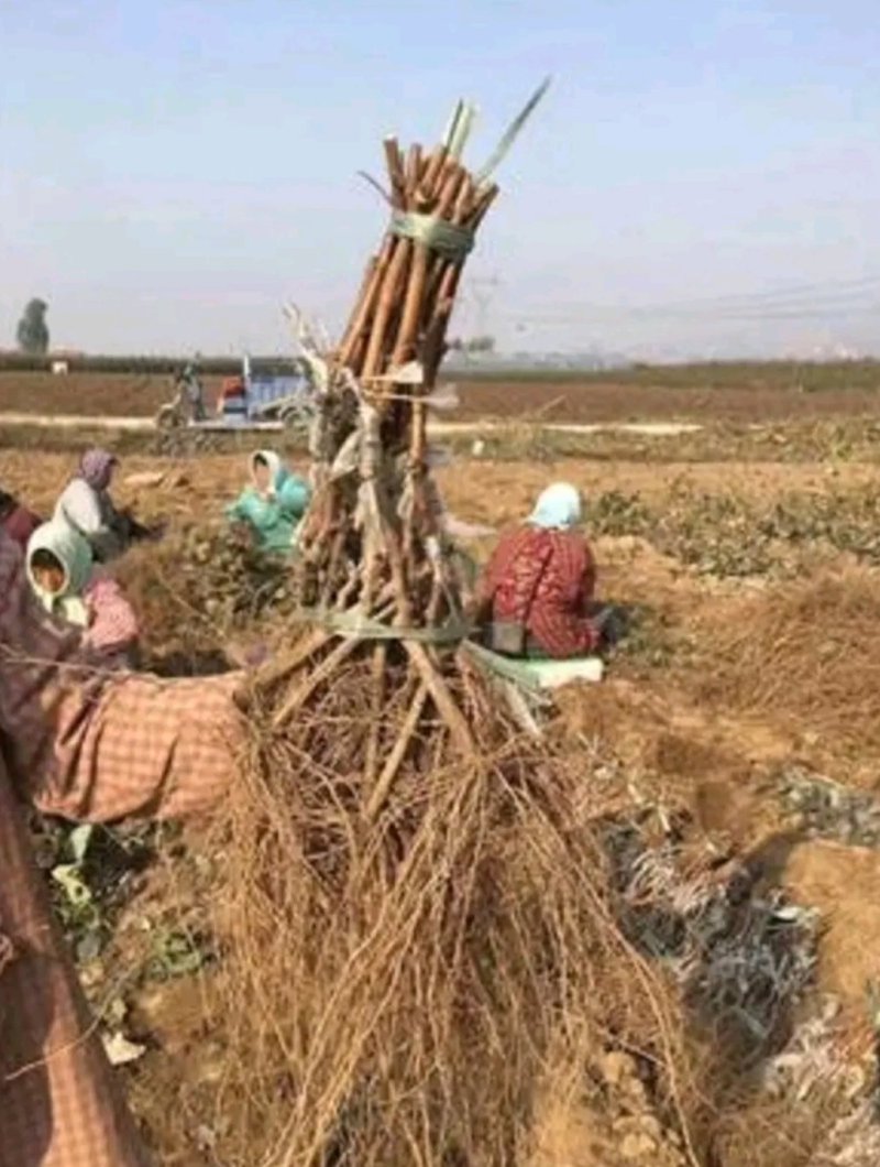 蓝宝石葡萄苗自然无核嫁接苗当年结果提供种植技术包邮