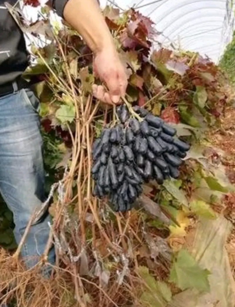 蓝宝石葡萄苗自然无核嫁接苗当年结果提供种植技术包邮