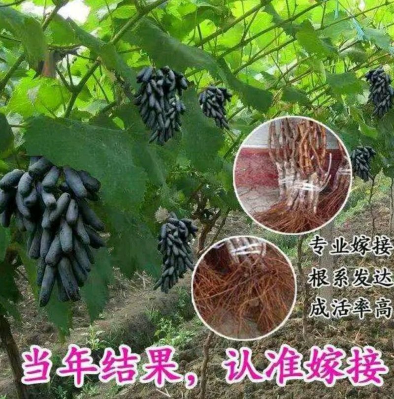 蓝宝石葡萄苗自然无核嫁接苗当年结果提供种植技术包邮