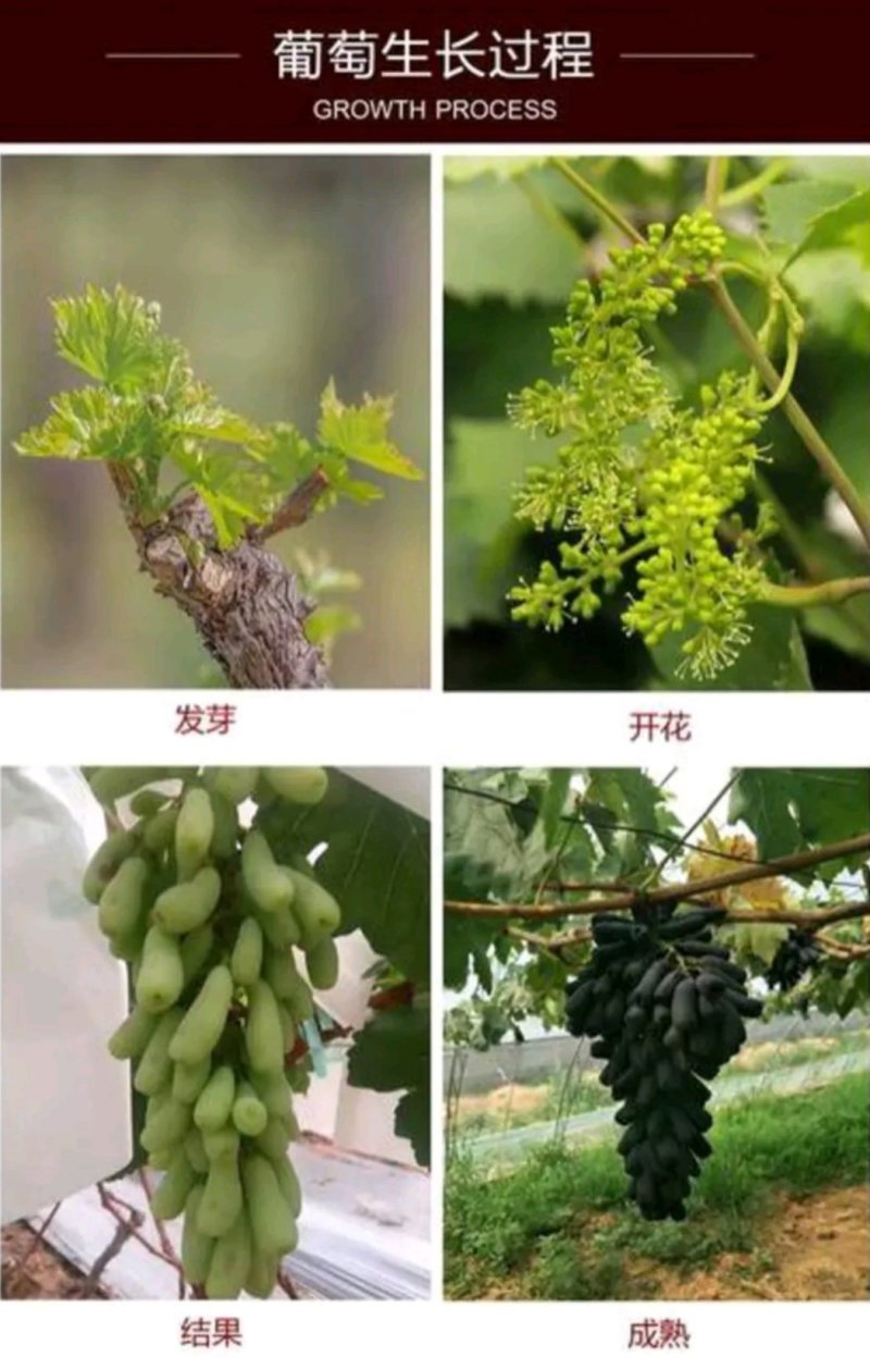 蓝宝石葡萄苗自然无核嫁接苗当年结果提供种植技术包邮